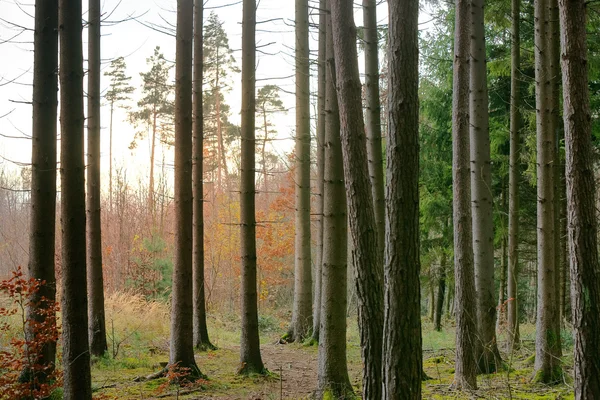 Spruce and Scots Pine Tree Forest — Stok fotoğraf