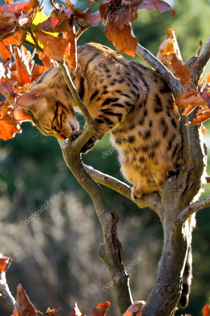 bengal cat climbing tree