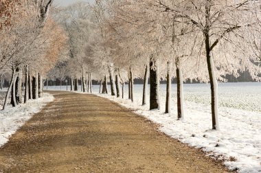 Tress buz kristalleri güneş ışığı ile