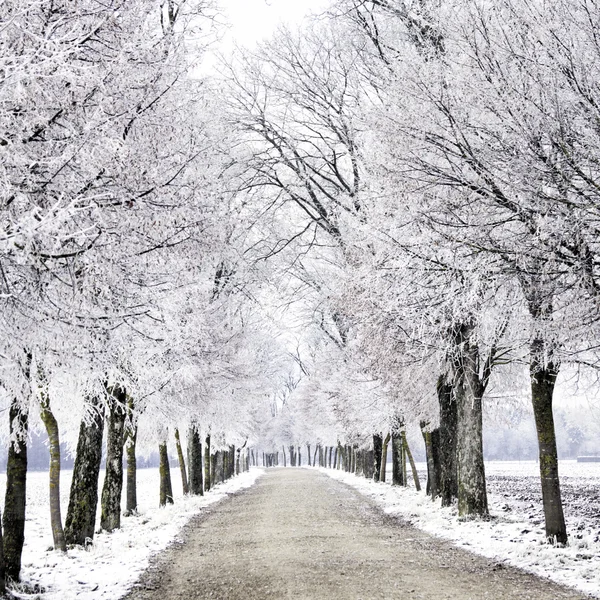 Cristalli di ghiaccio sul vecchio albero lungo Dirt Road — Foto Stock