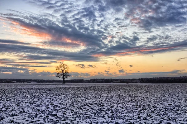 gün batımında karlı alanlarda meşe ağacı
