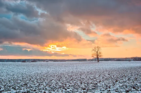 Gün batımında karlı alanlarda meşe ağacı — Stok fotoğraf