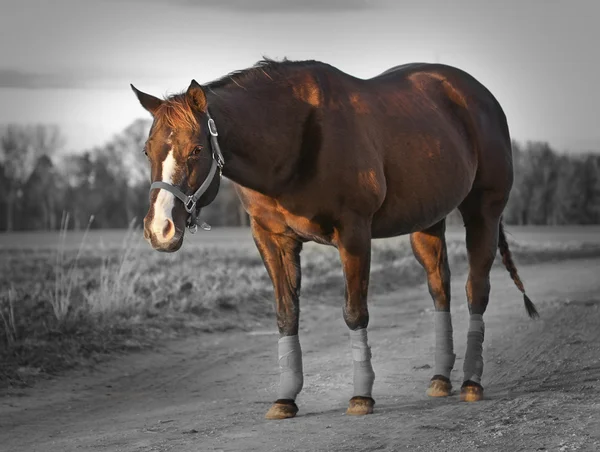 Kvartalet häst colorkey — Stockfoto