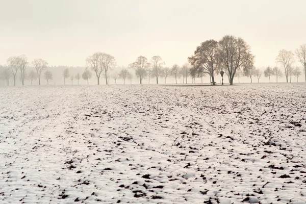 Drzewa w zimowym mglisty krajobraz — Zdjęcie stockowe