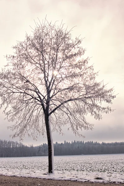 Icy tiglio albero — Foto Stock