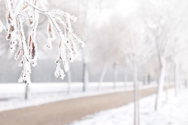 Tress med iskristaller i solljus — Stock fotografie