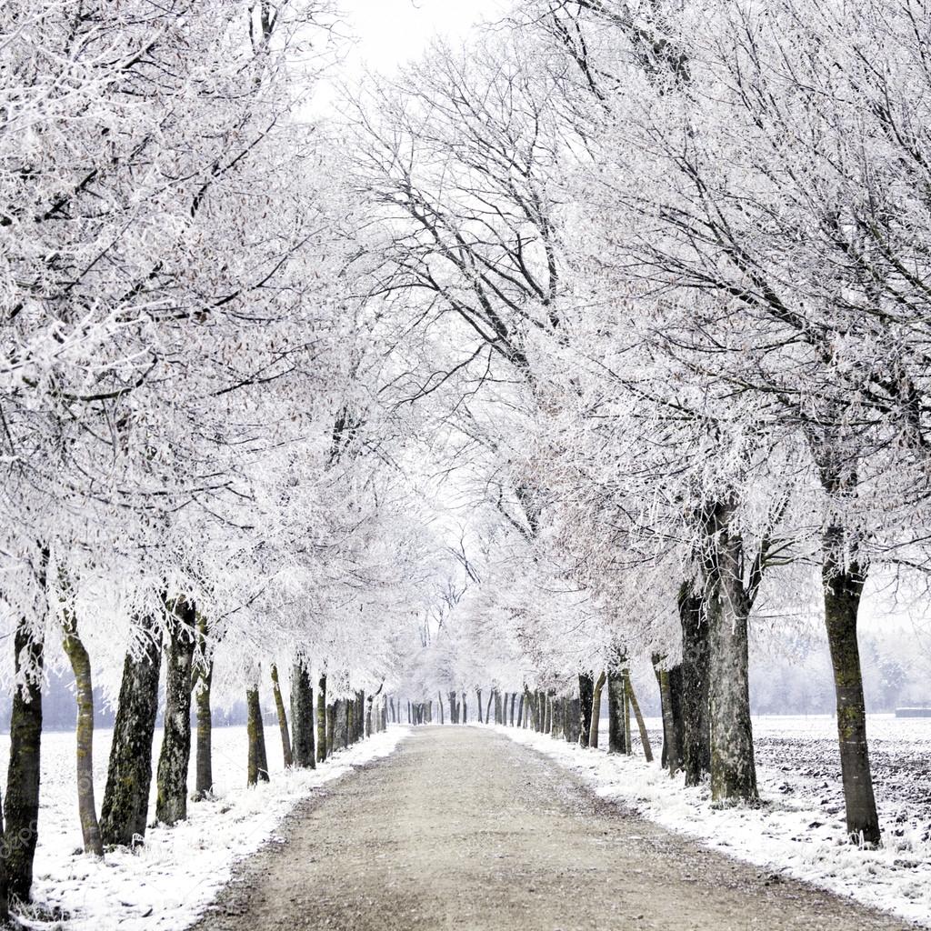 Ice Crystals On Old Treesb Along Dirt Road Stock Photo Image By C Krappweis