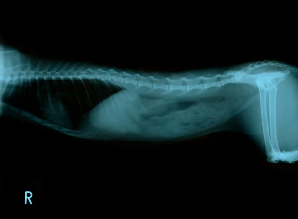 Chest radiograph of a cat — Stock Photo, Image