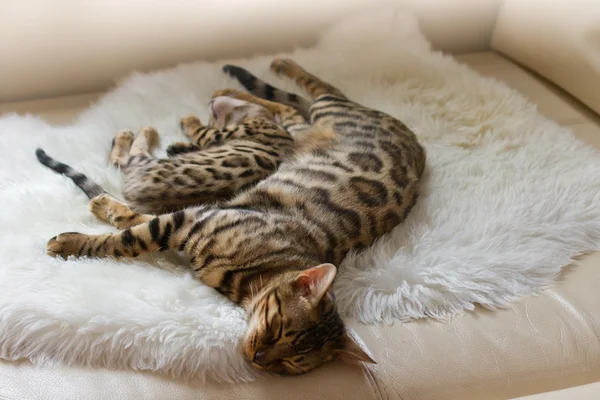 Bengal kedi ve yavru kedi kanepede uyuyor