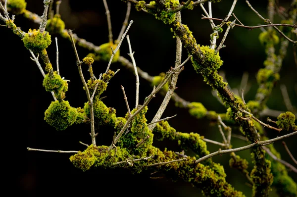 Moss on Branches of a Bush — Stock Photo, Image