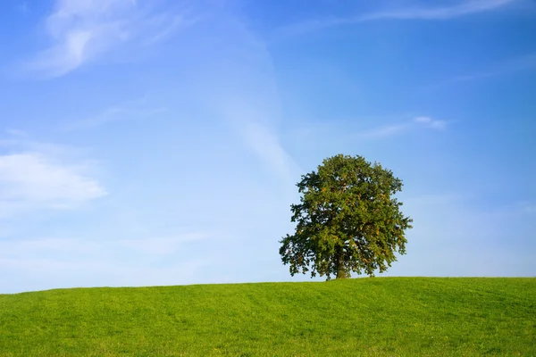 Yeşil tepe üzerinde meşe ağacı — Stok fotoğraf