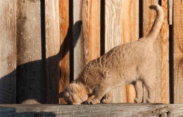 Gato aconchegante no banco de madeira — Fotografia de Stock