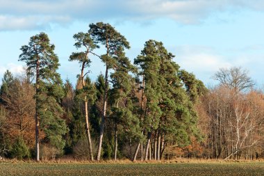 Forest Pines