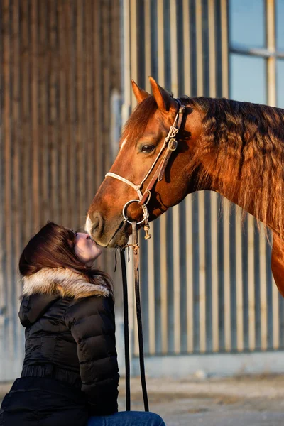 Koně polibek — Stock fotografie