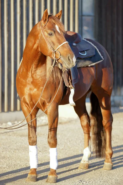 Quarter Horse ready to go — Stock Photo, Image