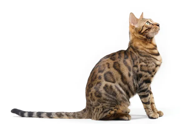 Bengalkatze schaut auf — Stockfoto