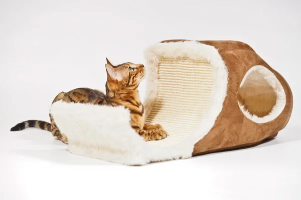 Bengal Cat with Toy Cave — Stock Photo, Image