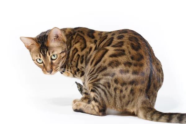 Bengal Cat looking back — Stock Photo, Image