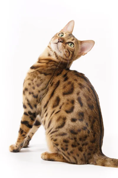 Kot bengalski, patrząc wstecz — Zdjęcie stockowe