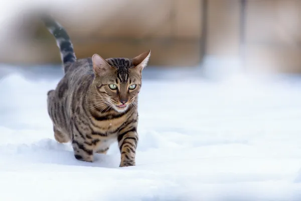 Gato de Bengala corriendo en nieve — Foto de Stock