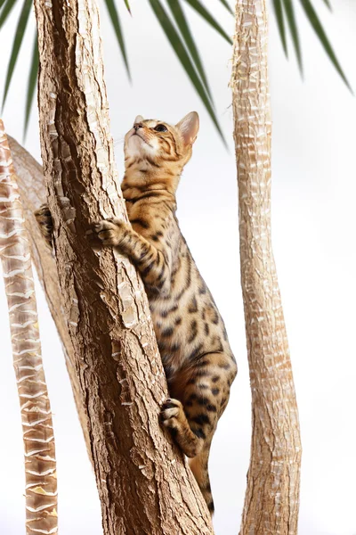 Бенгальский кот взбирается на дерево — стоковое фото