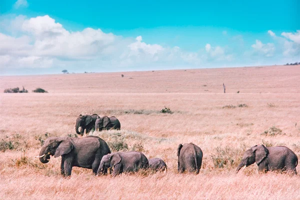 Elephants in Masai Mara — Stock Photo, Image