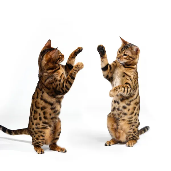 Bengala Gatos luchando — Foto de Stock