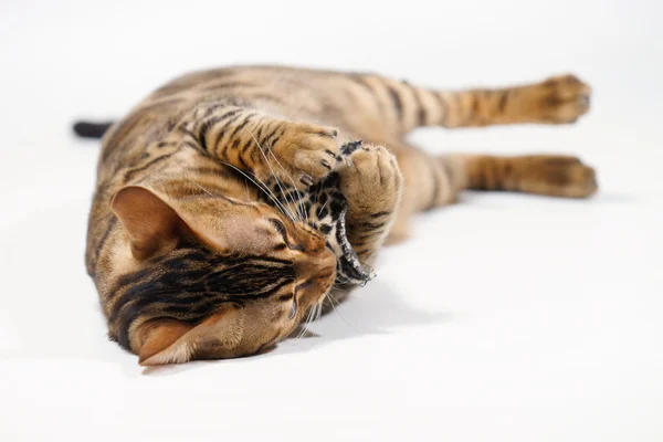 Bengal Cat cuddling with small Pillow — Stock Photo, Image