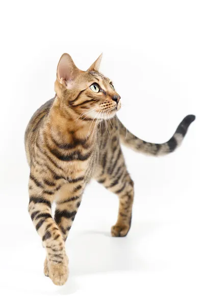 Bengal cat aufmerksamer Blick Stockbild