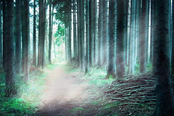 Luz solar da manhã no caminho da floresta — Fotografia de Stock