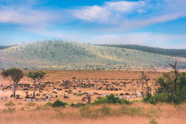 Gnus ve zebralar Masai Mara 'da