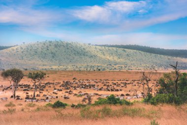 Gnus and Zebras in Masai Mara clipart