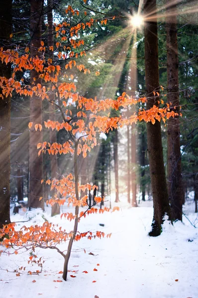 Buk drzewo w lesie zimą — Zdjęcie stockowe