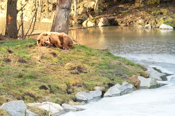 Urso acordado da Hibernação — Fotografia de Stock