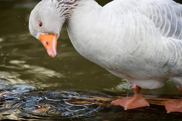 Gås leker med vatten — Stockfoto