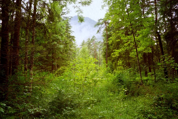 Silný déšť v lese — Stock fotografie