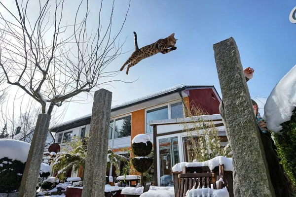 孟加拉猫跳跃在白雪皑皑的花园里 — 图库照片