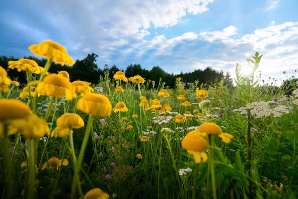 Campo de flores ao pôr do sol — Fotografia de Stock