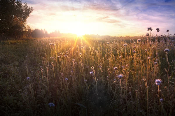 Květinové pole při západu slunce — Stock fotografie