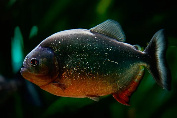 Piranha — Stock Photo, Image