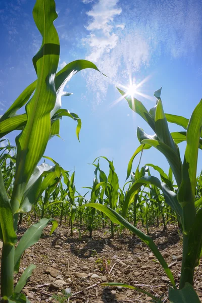 Maisfeld — Stockfoto