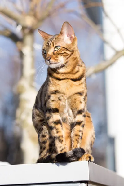 孟加拉猫在阳光下 — 图库照片