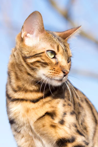 Gato de Bengala no Sol — Fotografia de Stock