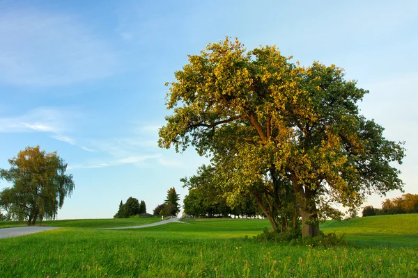 Malus Sylvestris — Stock Photo, Image