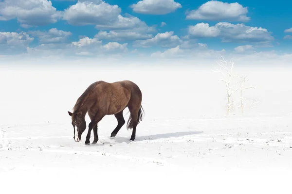 Hingst i vinterlandskap — Stockfoto