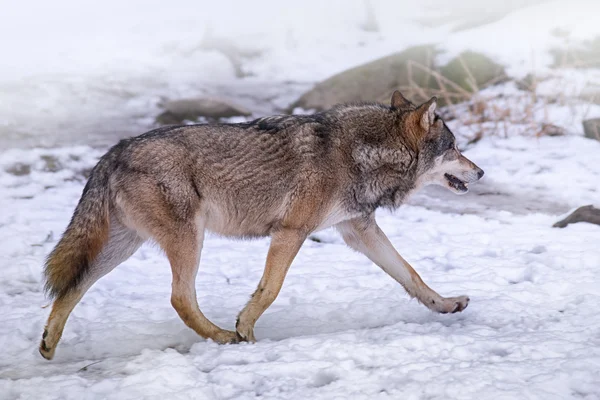 Wolf in Snow — Stock Photo, Image