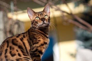 Bahçedeki Bengal kedisi