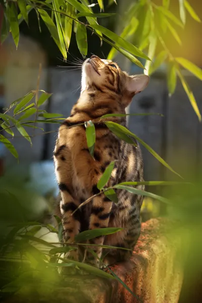 Gato de Bengala no Sol — Fotografia de Stock