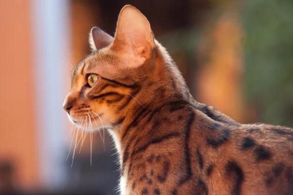 Gato de bengala na luz solar — Fotografia de Stock