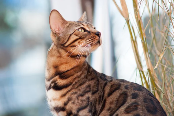 Bengal cat aufmerksamer Blick — Stockfoto
